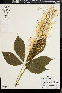 Aesculus parviflora image