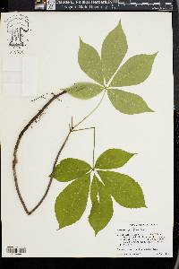 Aesculus parviflora image