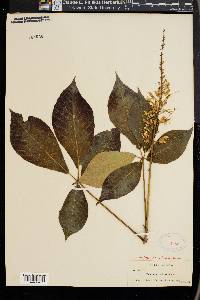 Aesculus parviflora image