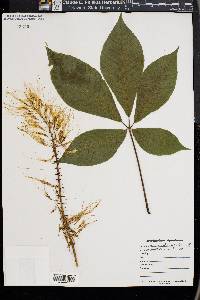 Aesculus parviflora image