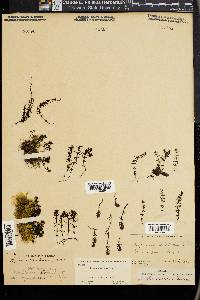 Hippuris montana image