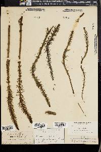 Hippuris vulgaris image
