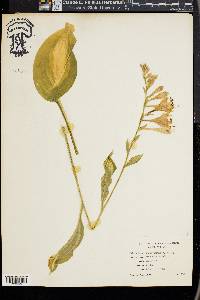 Hosta undulata image