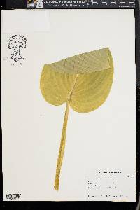 Hosta undulata image