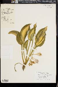 Hosta undulata image