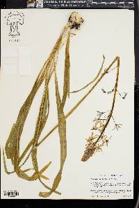 Camassia scilloides image