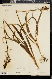 Camassia fraseri image