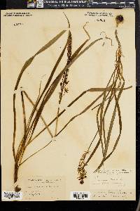 Camassia fraseri image