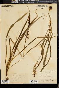 Camassia fraseri image