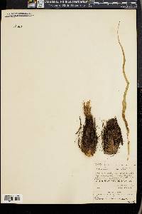 Chlorogalum pomeridianum image
