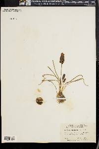 Muscari neglectum image