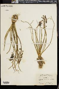 Muscari neglectum image