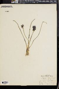 Muscari botryoides image