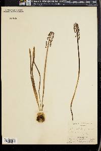 Muscari botryoides image