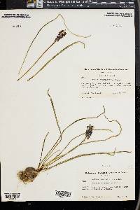 Muscari botryoides image