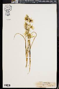 Ornithogalum nutans image