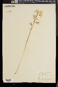 Ornithogalum nutans image