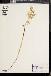 Ornithogalum nutans image