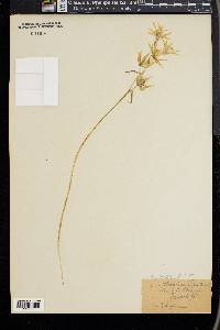 Ornithogalum nutans image