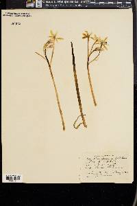 Ornithogalum umbellatum image