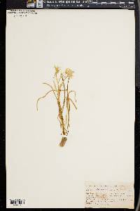 Ornithogalum umbellatum image