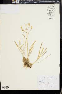 Ornithogalum umbellatum image