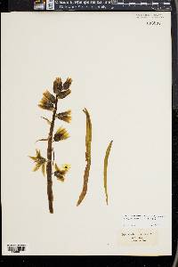 Ornithogalum nutans image