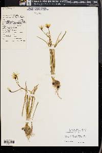 Ornithogalum umbellatum image