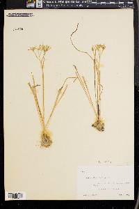 Ornithogalum umbellatum image