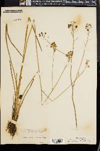 Schoenolirion elliottii image