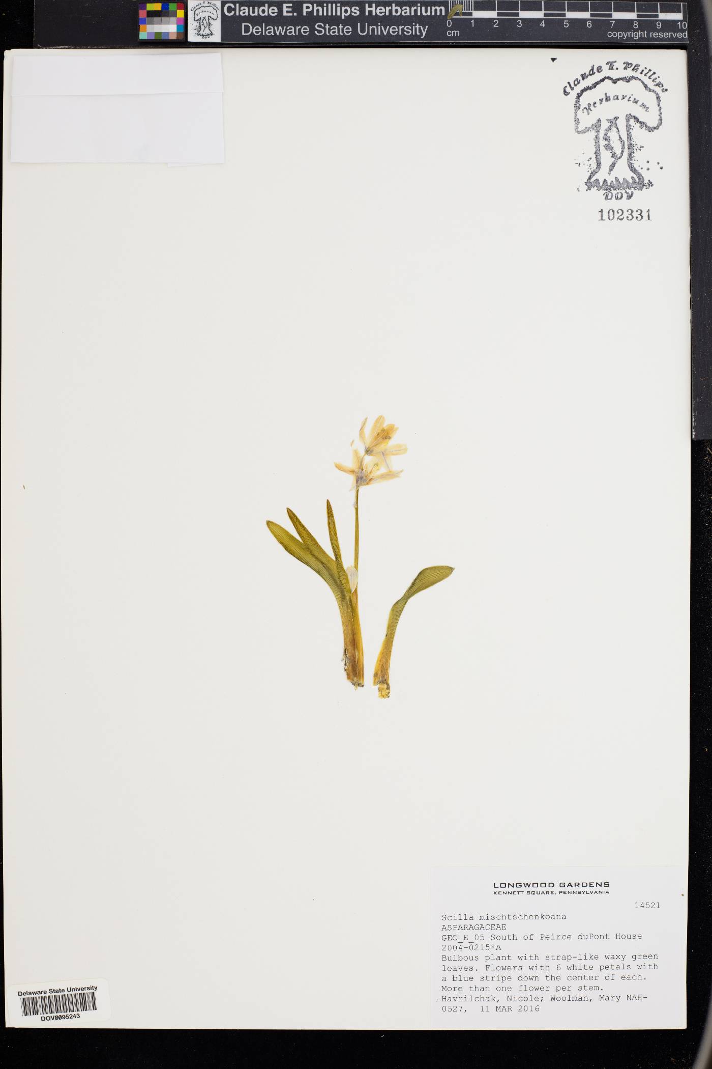 Scilla mischtschenkoana image