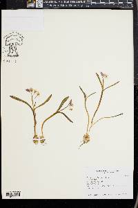 Scilla bifolia image