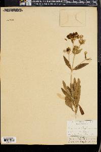 Carpenteria californica image