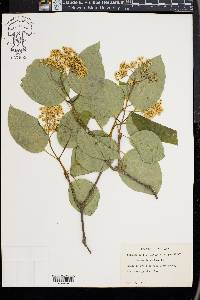 Hydrangea barbara image