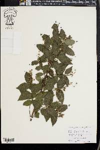 Deutzia scabra image