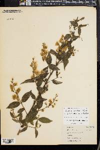 Deutzia scabra image