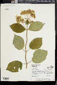 Hydrangea cinerea image