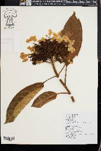 Hydrangea integrifolia image