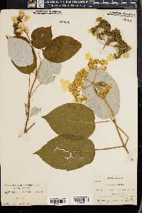 Hydrangea radiata image