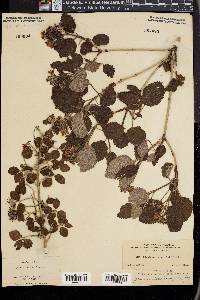 Jamesia americana image