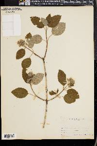 Jamesia americana image