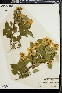 Philadelphus coronarius image