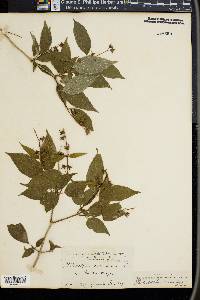 Philadelphus coronarius image