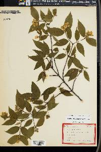 Philadelphus coronarius image