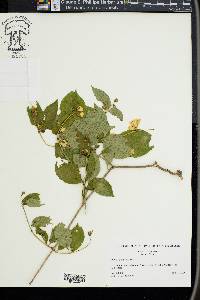 Philadelphus inodorus image