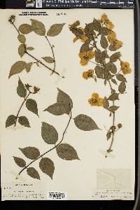 Philadelphus inodorus image