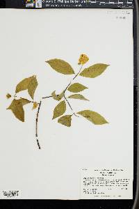 Philadelphus inodorus image