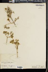 Philadelphus serpyllifolius image