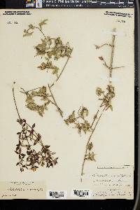 Philadelphus microphyllus image