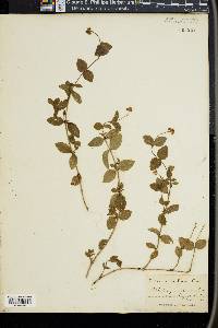 Whipplea modesta image